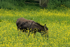 Just making an ass of himself in this field.