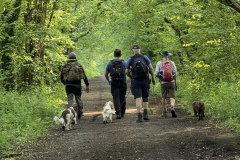 Railway dogs