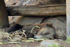 This bear is my winter spirit animal