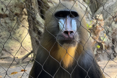 Poor Rafiki, imprisoned for his part in the live action Lion King. Good.